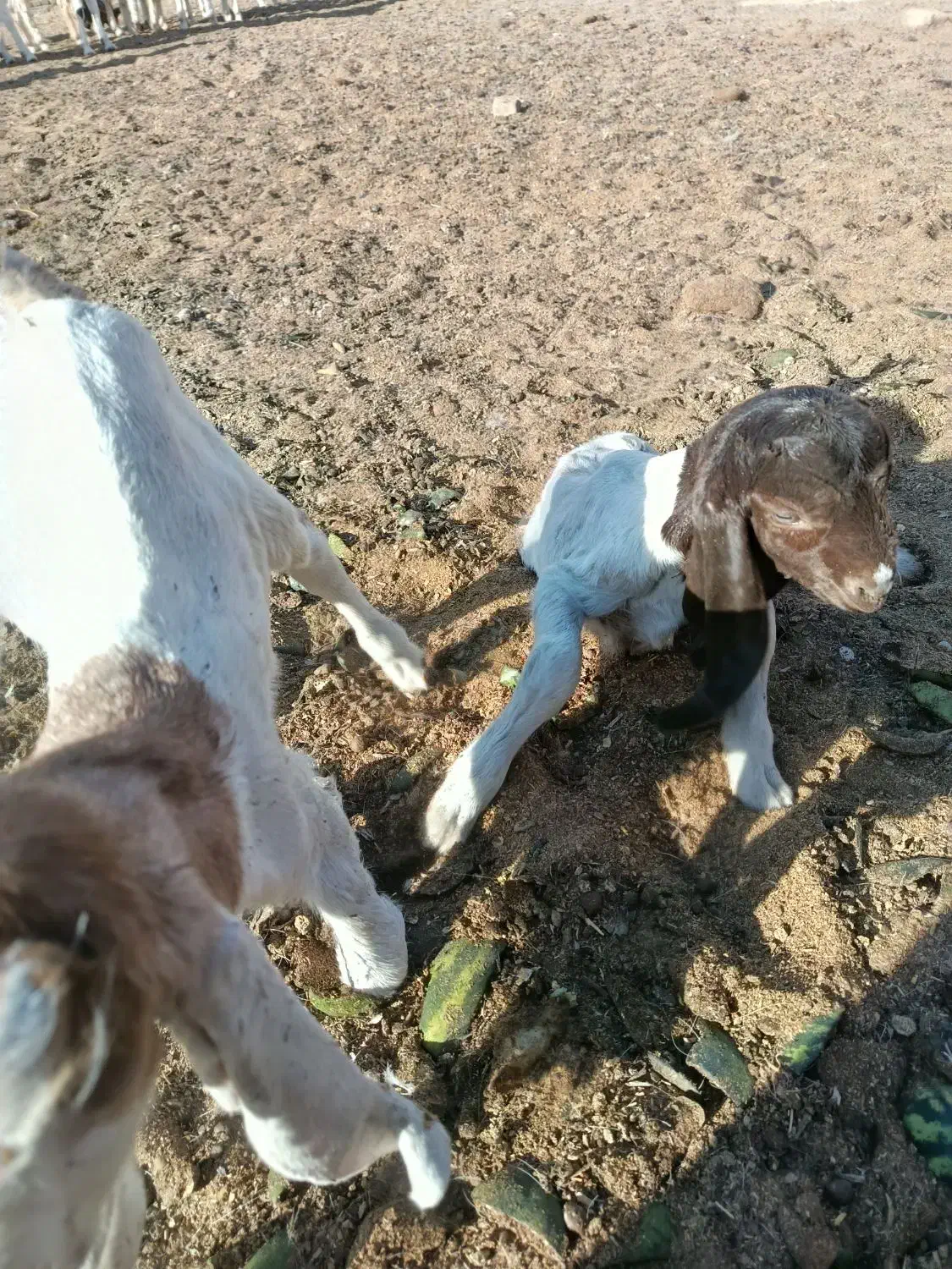 بزغاله نر و ماده|حیوانات مزرعه|سبزوار, قصبه شرقی|دیوار