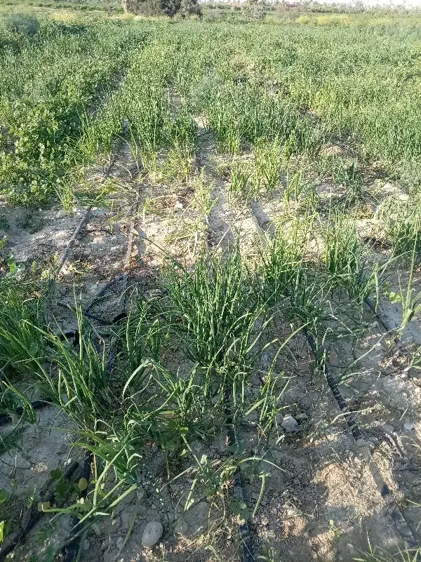 تره پیاز|عمده‌فروشی|برازجان, |دیوار