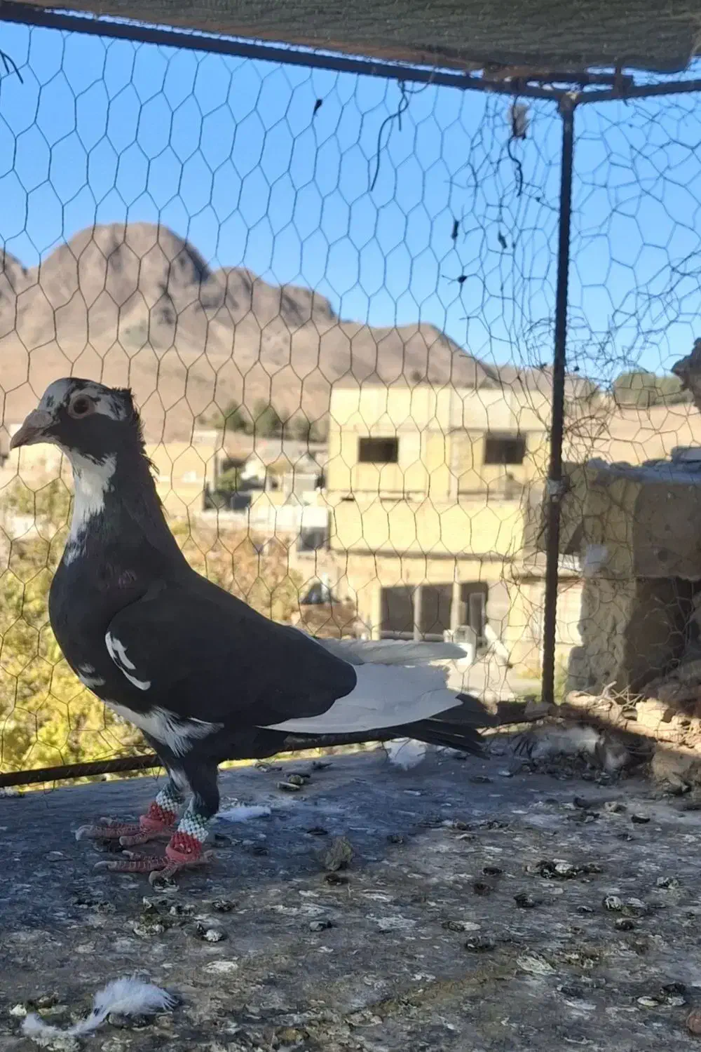 مینا سیا نر زدخوردی|پرنده|تربت‌حیدریه, شهید بهشتی|دیوار