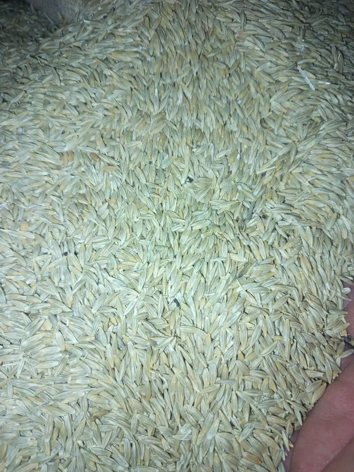 یک تن جو انصار دیم بذر ی|لوازم جانبی حیوانات|کبودرآهنگ, |دیوار