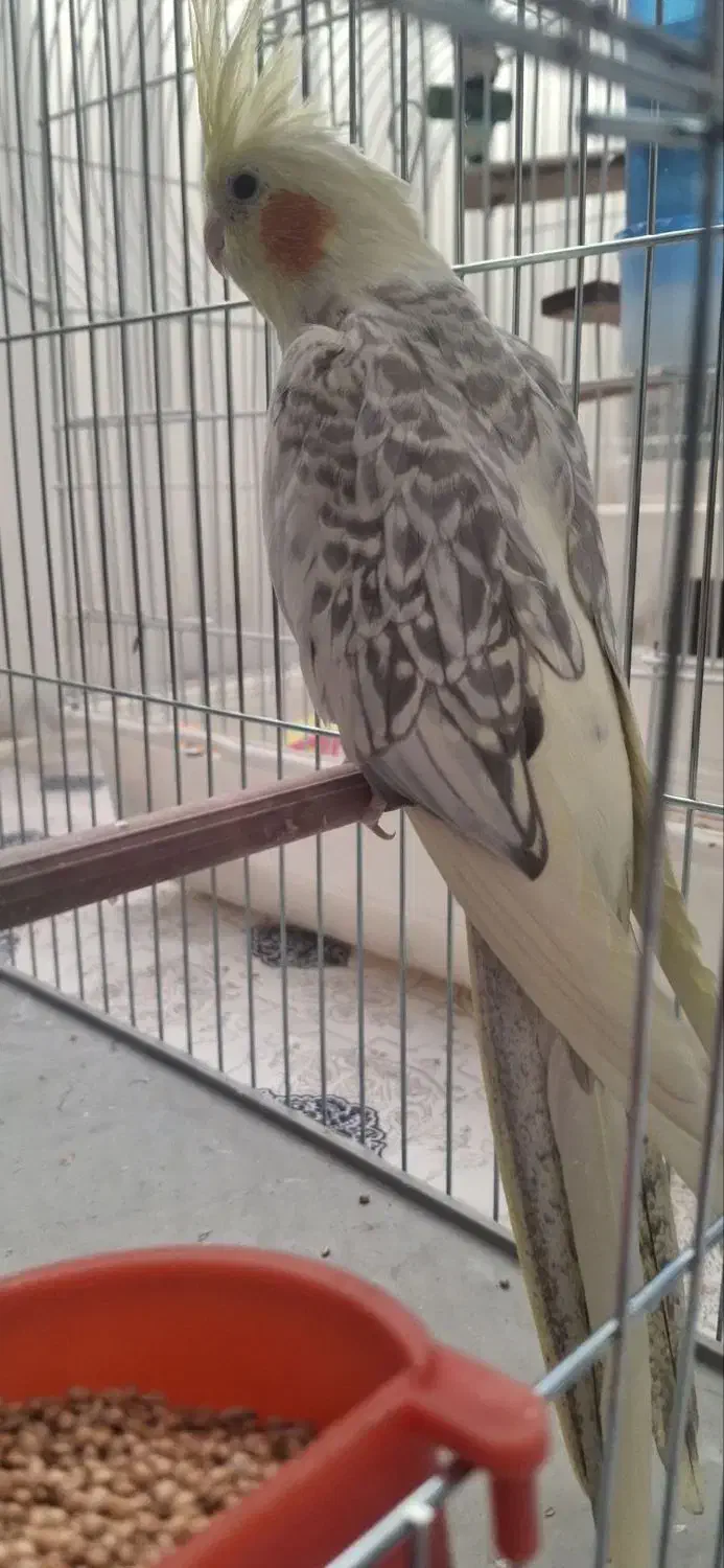 عروس هلندی نر|پرنده|مراغه, |دیوار