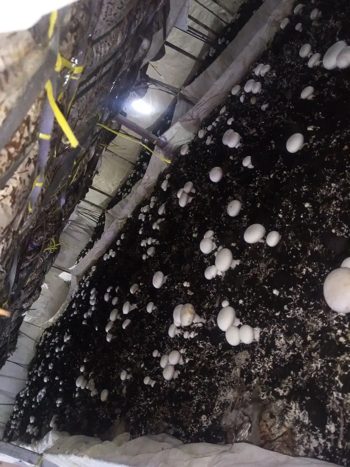 کود کمپوست برای کشاورزی هزینه نداره|خدمات باغبانی و درختکاری|سنندج, |دیوار