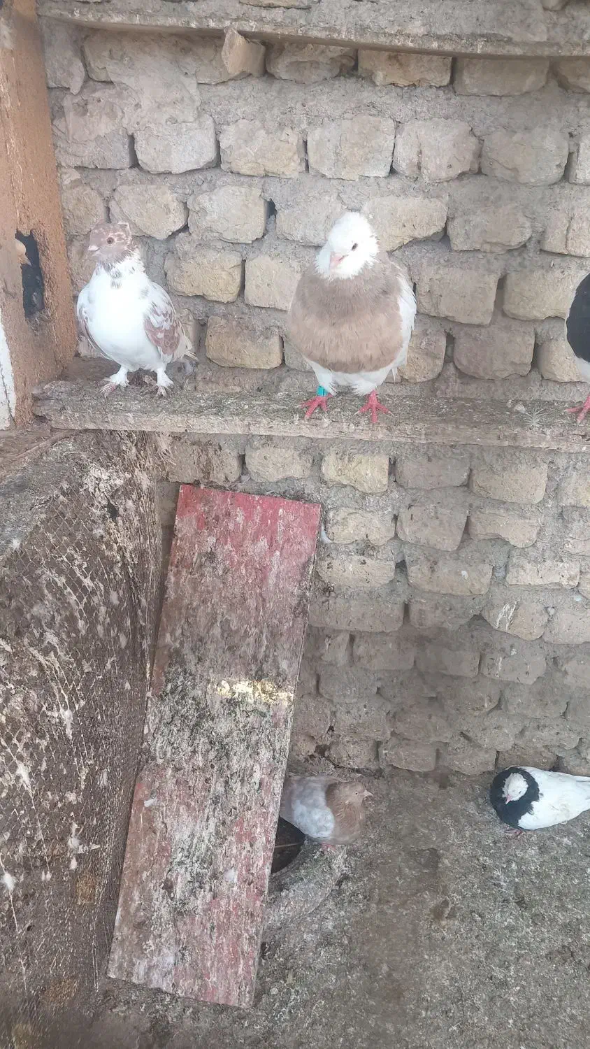 کبوتر طوقی|پرنده|گرمه, |دیوار