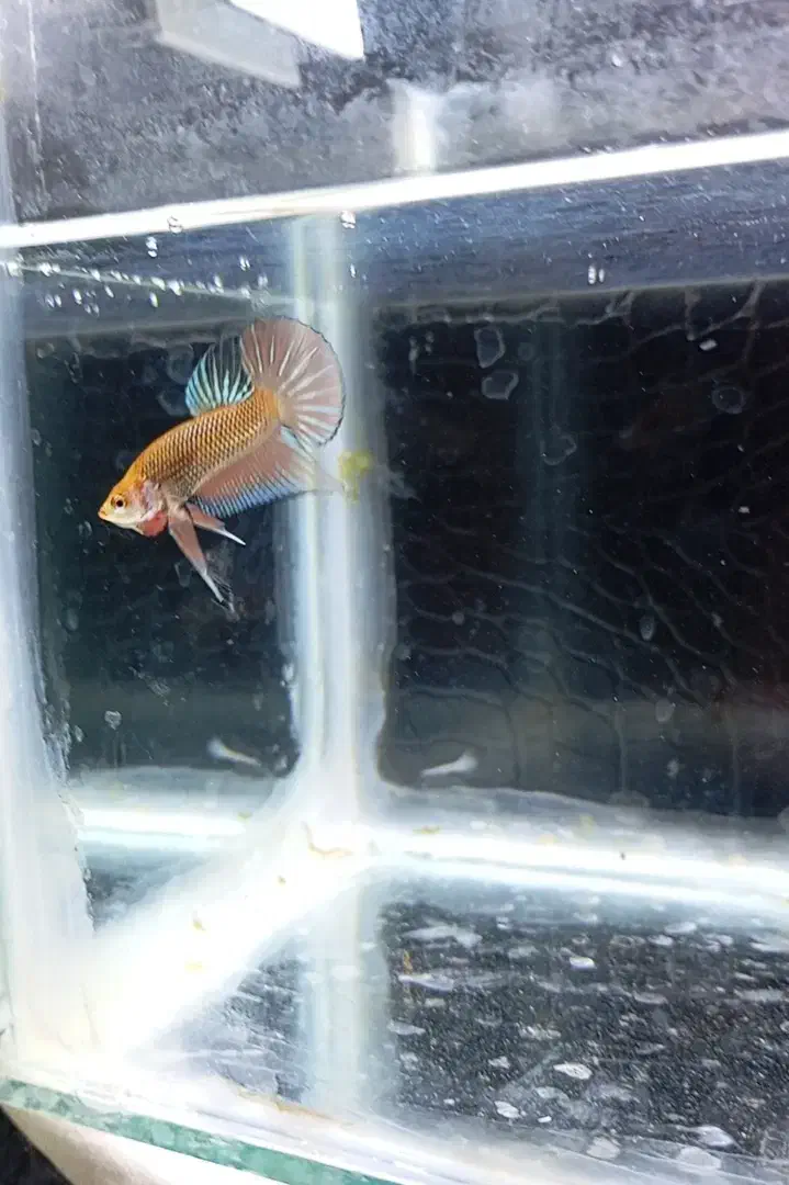 انواع نژاد ماهی فایتر|ماهی|نجفآباد, ویلاشهر|دیوار