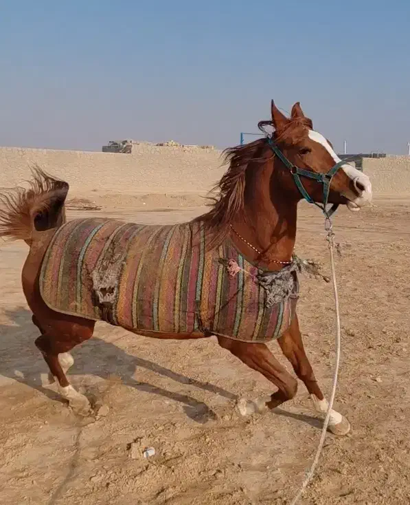 اسب عرب مصری|اسب و تجهیزات اسب‌سواری|خمینی‌شهر, |دیوار