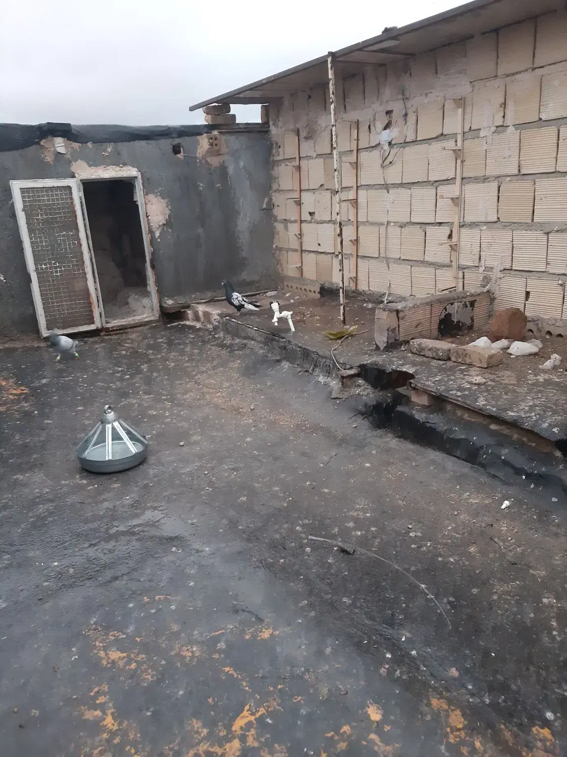 سبز پلاکی مسافتی کفتر|پرنده|قوچان, |دیوار