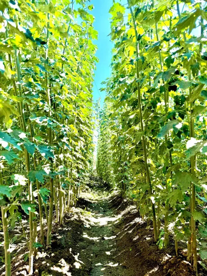 نهـال های تضمینی با باردهی ارسال اول|خدمات باغبانی و درختکاری|دهگلان, |دیوار