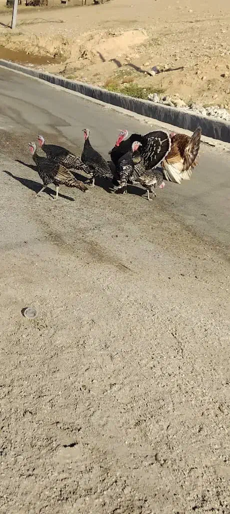 بوقلمون|حیوانات مزرعه|چرام, |دیوار