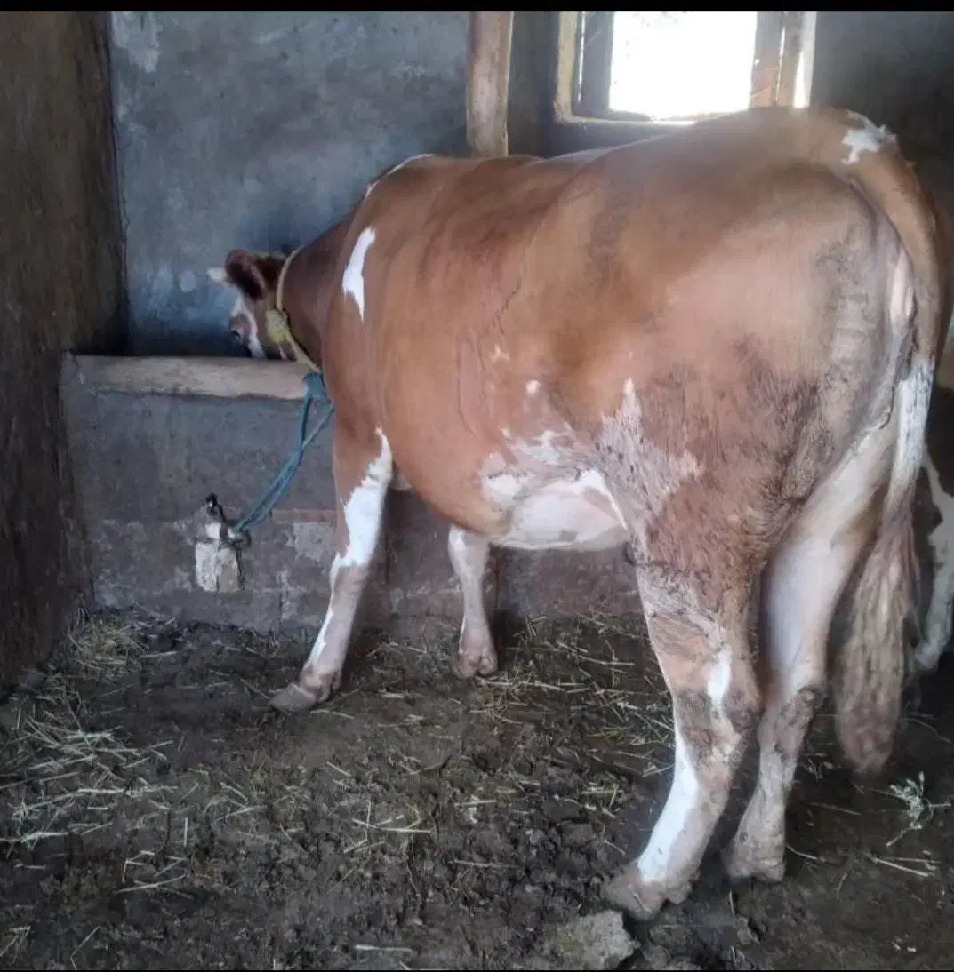 گاو گوساله مریض خریدار فروش|حیوانات مزرعه|تبریز, |دیوار