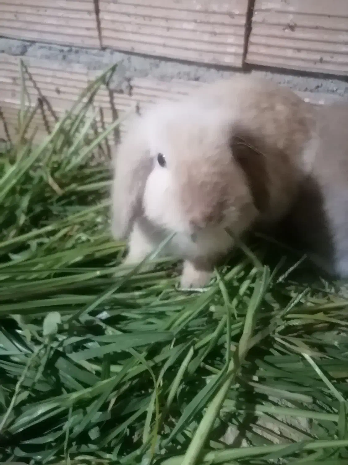 خرگوش لوپ ومعمولی|موش و خرگوش|گرگان, |دیوار