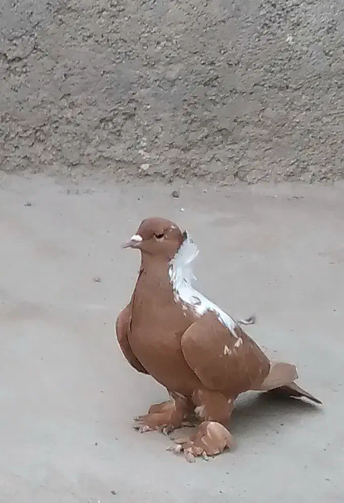 ککیلی ماده|پرنده|اردبیل, |دیوار