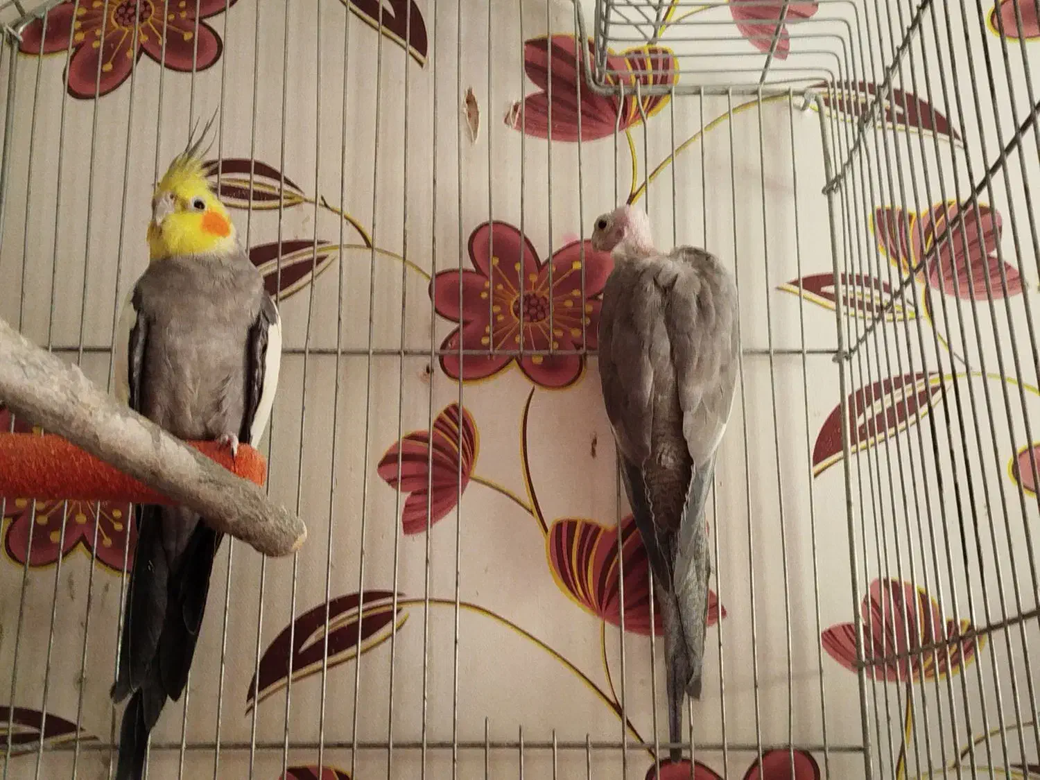 عروس هلندی|پرنده|محمدشهر, شهرک پیام (مهرالبرز)|دیوار