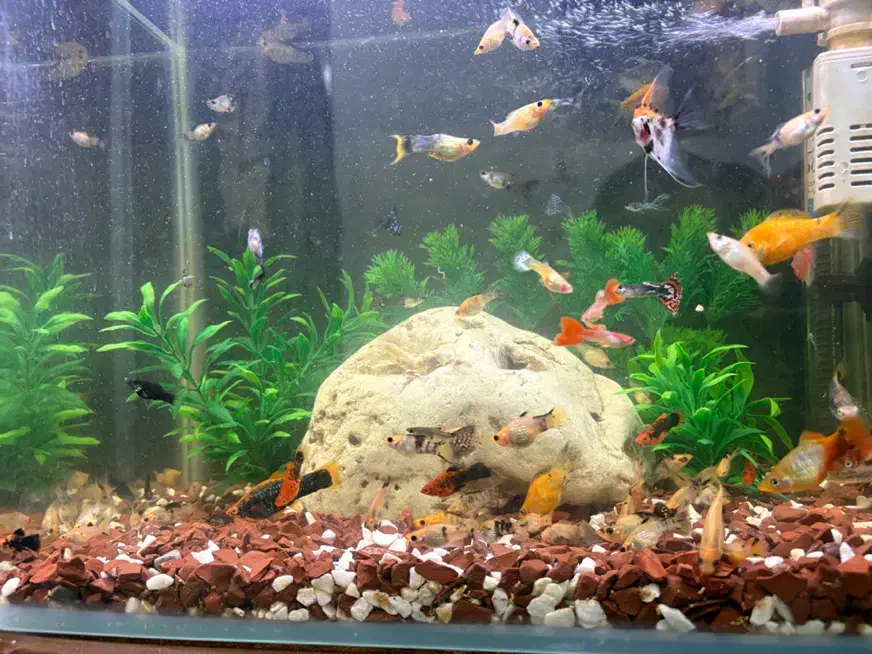 ماهی اکواریومی|ماهی|اهواز, اهواز|دیوار