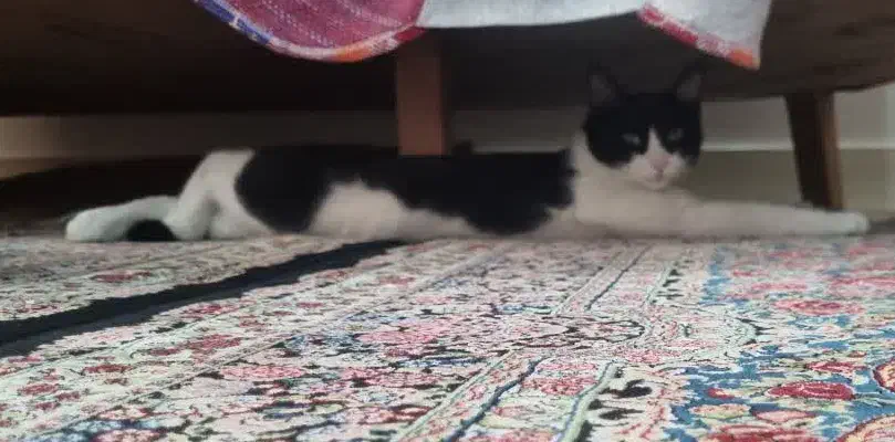 گربه گمشده|حیوانات|اسلامشهر, شهرک واوان|دیوار