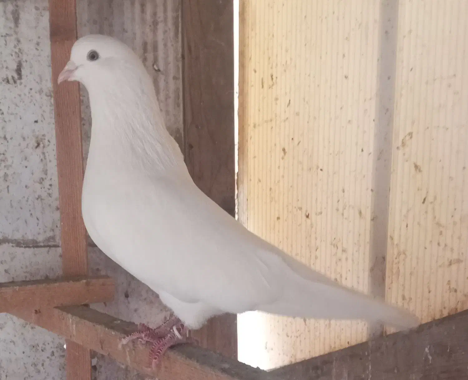 کبوتران وماده|پرنده|رشت, منظریه|دیوار