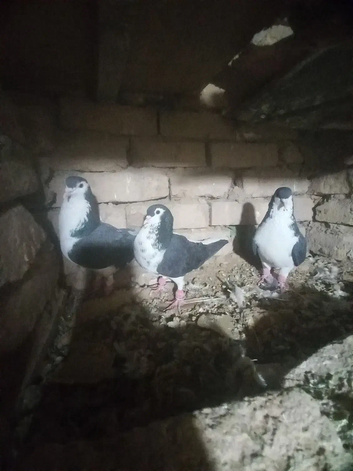 باسلام چند عددکبوترساده کالولی وساده سیاوافشون|پرنده|جلگه رخ, |دیوار
