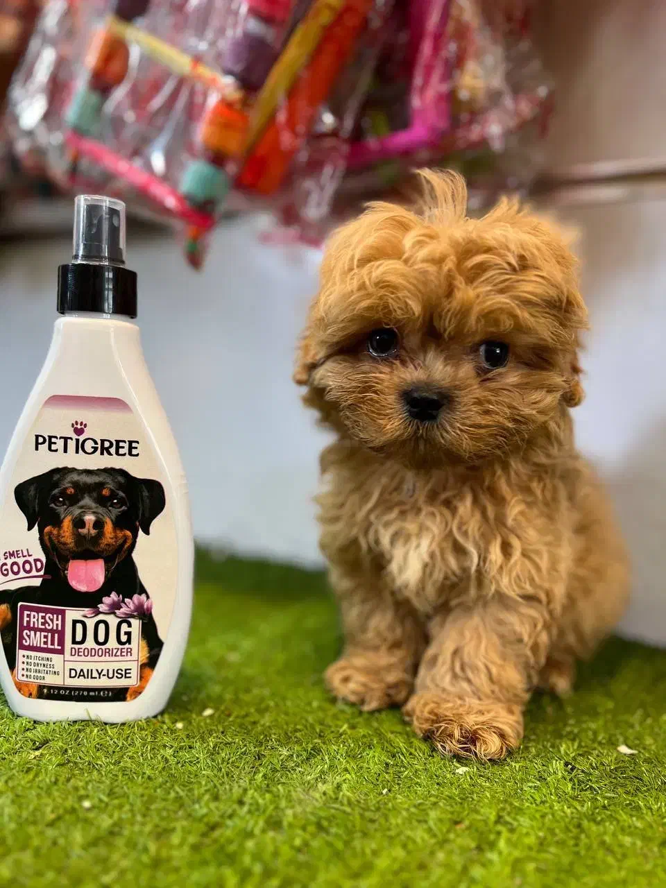 سگ آپارتمانی پودل|سگ|تهران, جنت‌آباد شمالی|دیوار