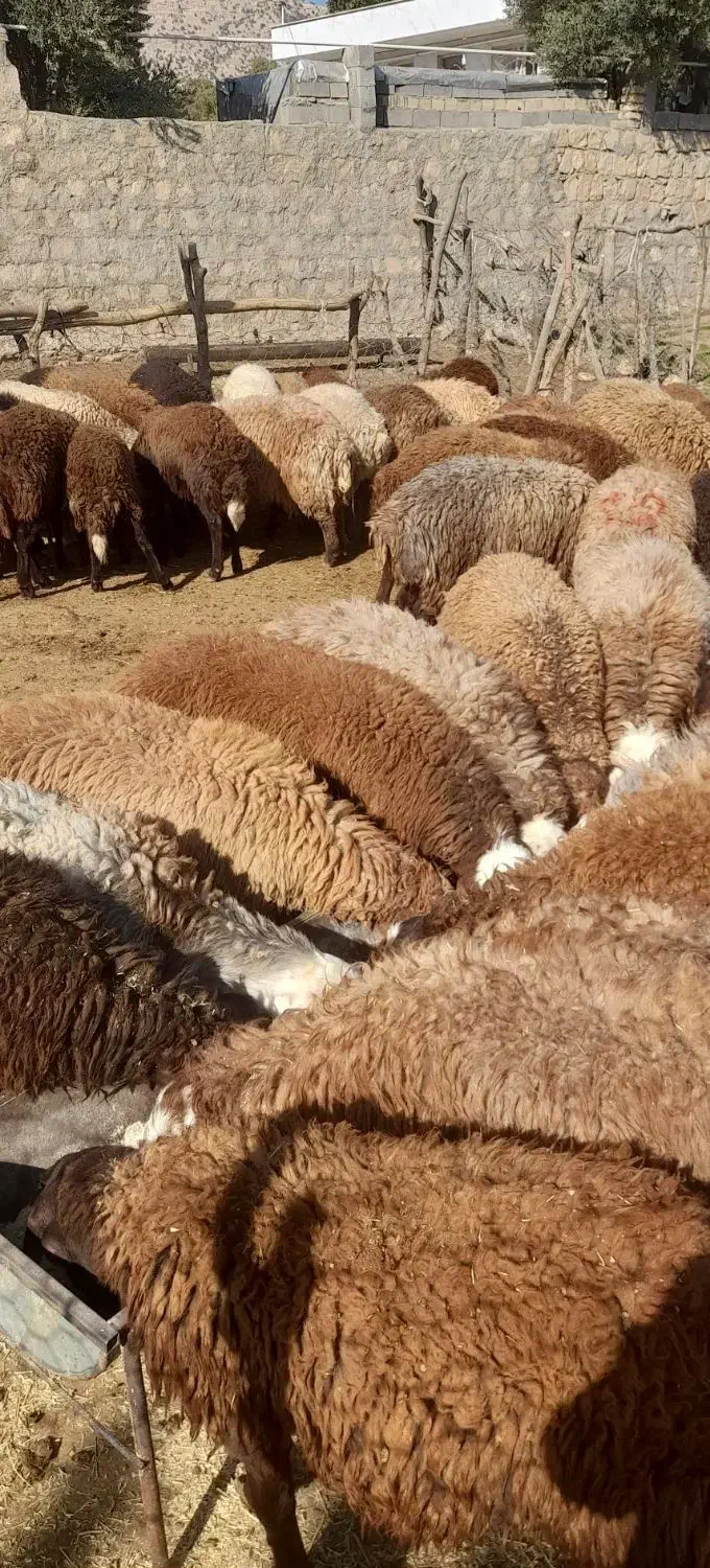 بره نر|حیوانات مزرعه|کوهدشت, |دیوار