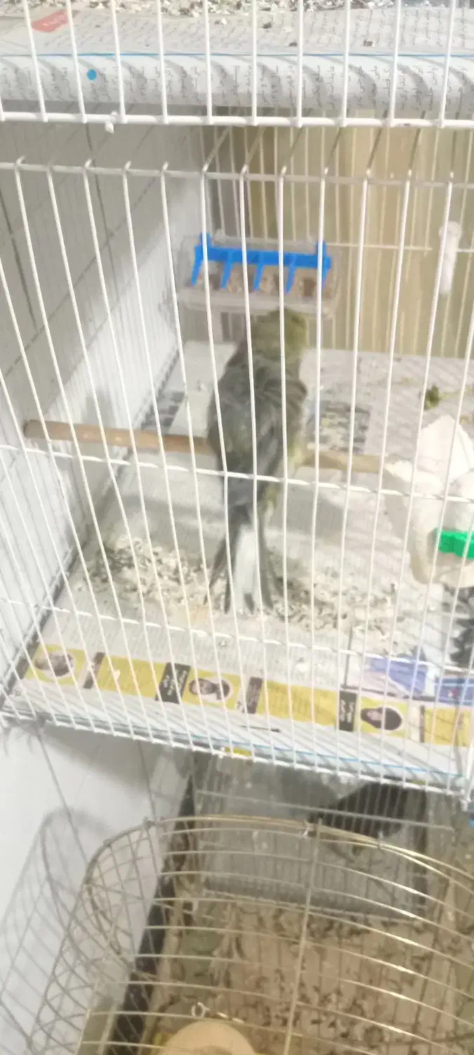 قناری فر آجی نر|پرنده|مشهد, کارمندان دوم|دیوار