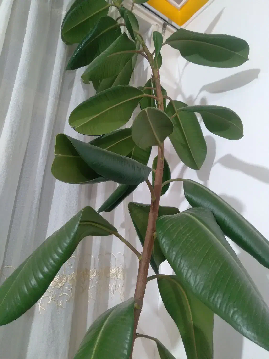 گل آپارتمانی|گل و گیاه طبیعی|سنقر, |دیوار