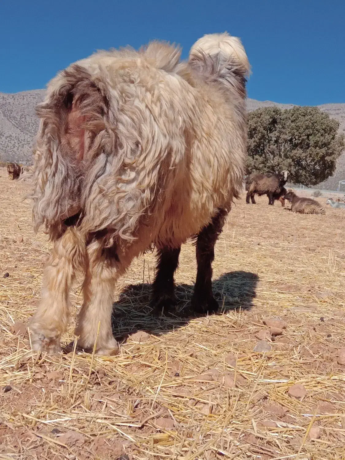 کوهع قوچ کری ترکی درجه یک میش بز کهره بره نر ماده|حیوانات مزرعه|بانش, |دیوار