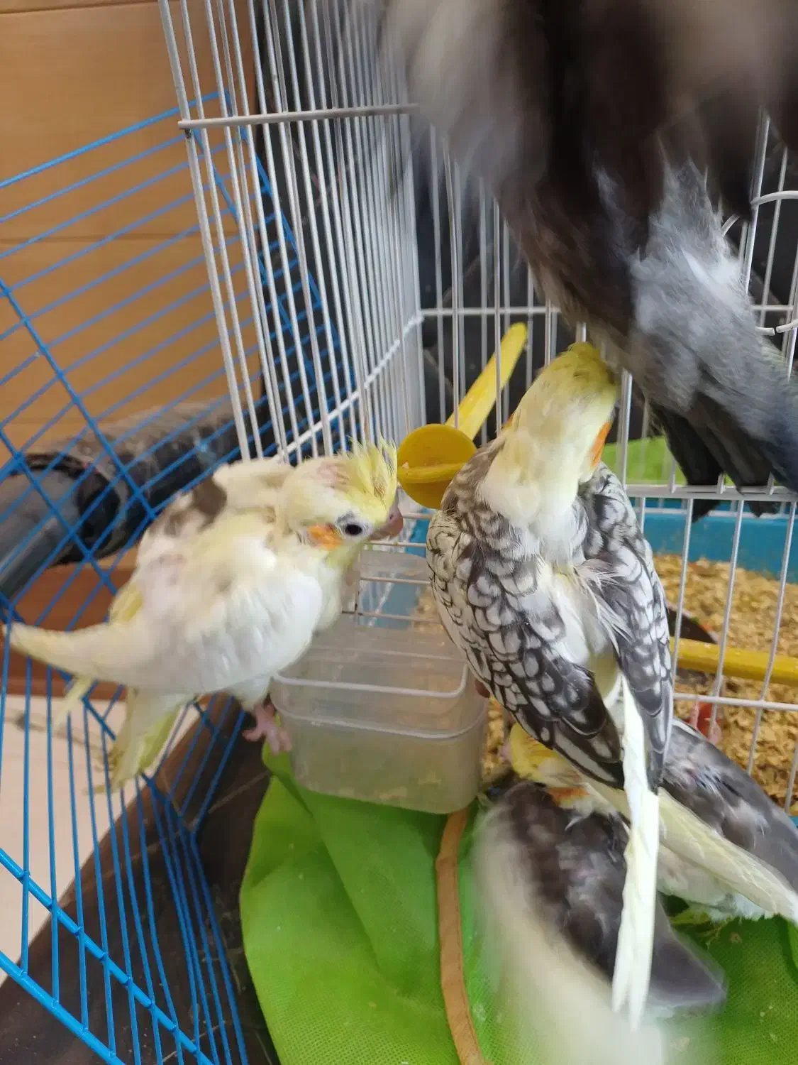 عروس هلندی معاوضه با قناری یا سهره یا گرینچیک|پرنده|چهارباغ, |دیوار