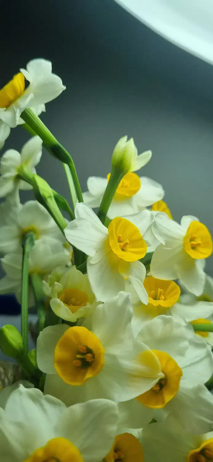 دسته گل نرگس|گل و گیاه طبیعی|بابل, |دیوار