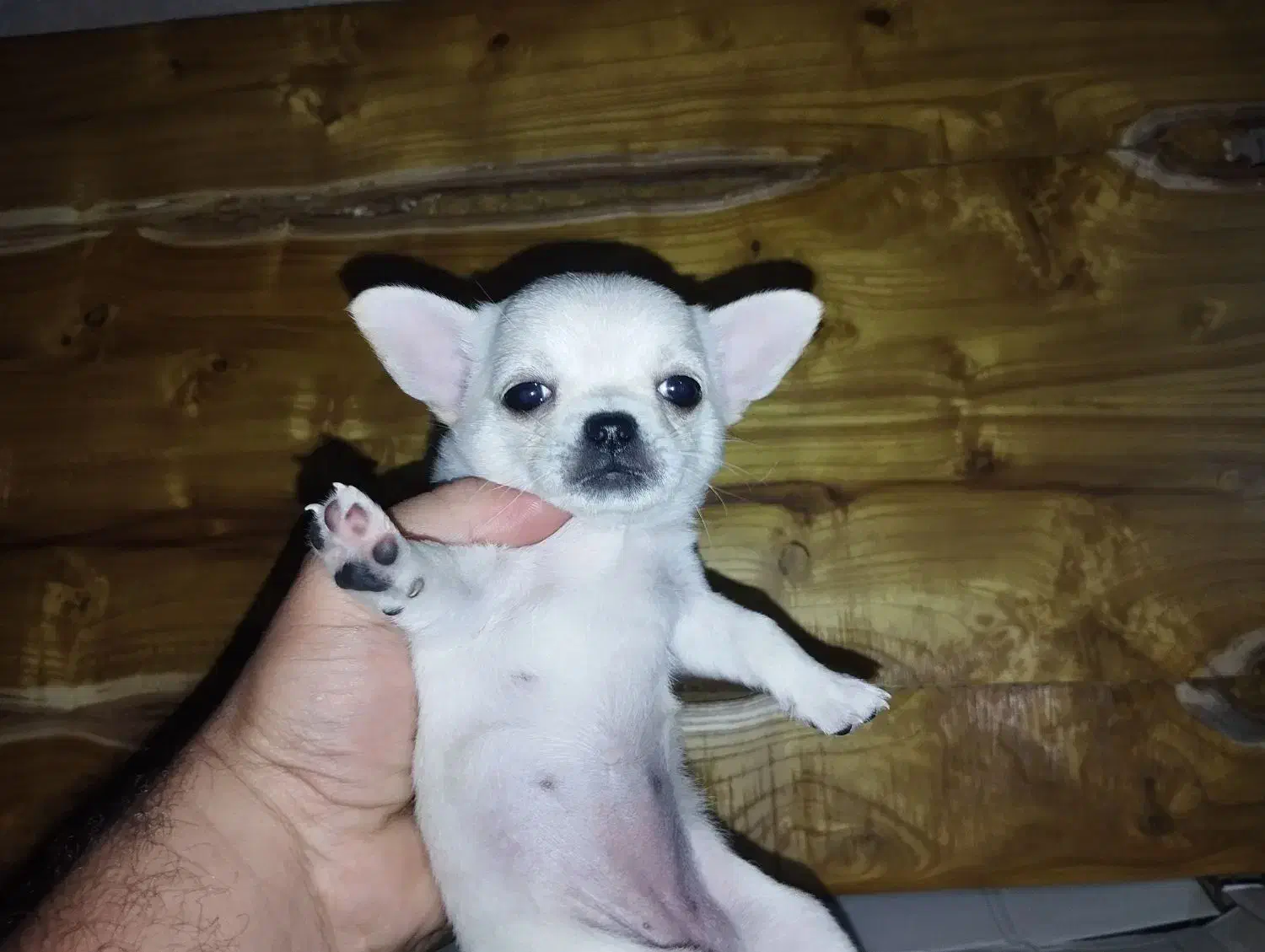 سایز جیبی|سگ|شیراز, انجیره|دیوار