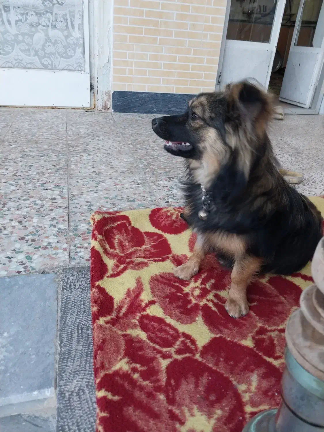 پاپی نرباهوش|سگ|پیر بکران, |دیوار