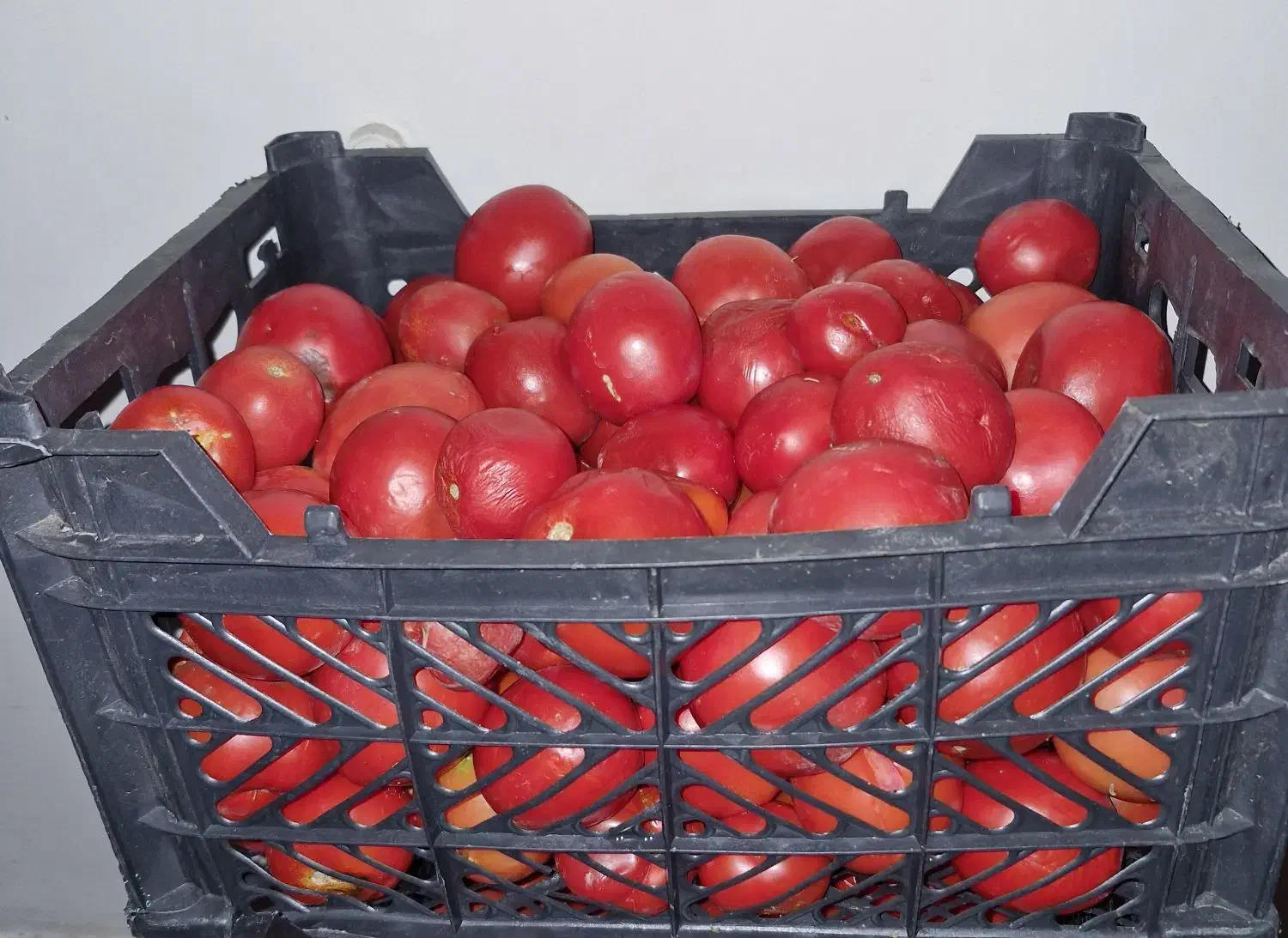 سالا فصل و شور گل کلم بصورت فله ایی|خوردنی و آشامیدنی|تهران, شهید فکوری|دیوار