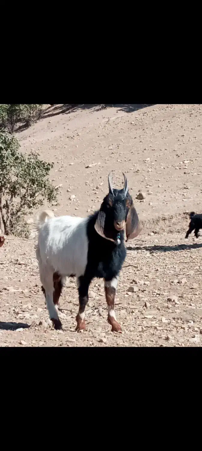 گوسفند سرقت شده|حیوانات|خرمآباد, |دیوار