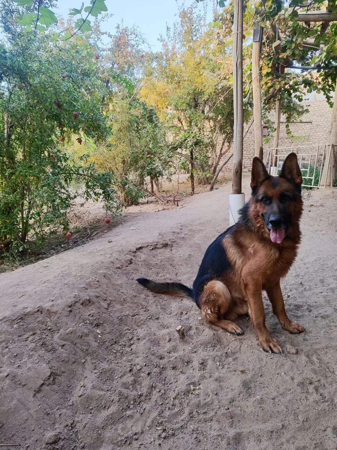 سگ ژرمن|سگ|یزد, |دیوار