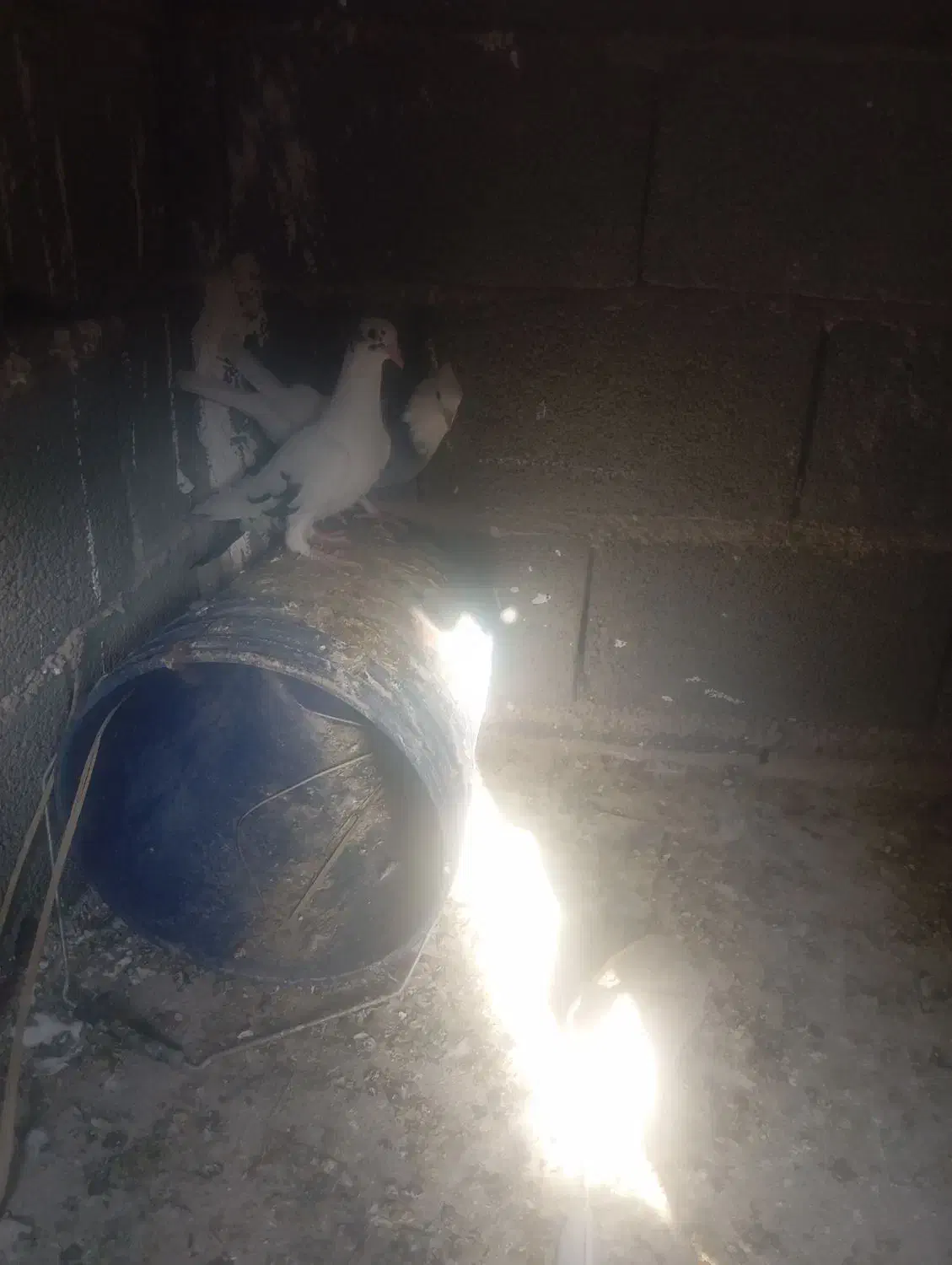 ۶تا کفتر|پرنده|کوه چنار, |دیوار