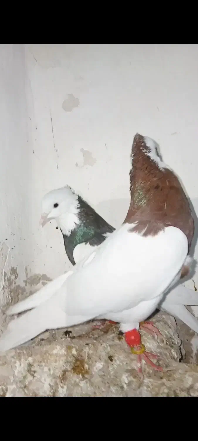 طوقی نر و ماده|پرنده|دشتابی, |دیوار