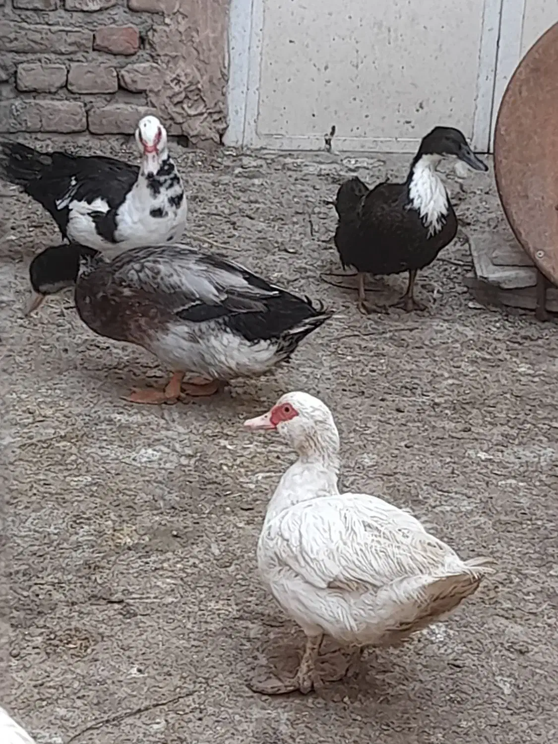 مرغابی های سالم و سرحال|حیوانات مزرعه|قلندر آباد, |دیوار