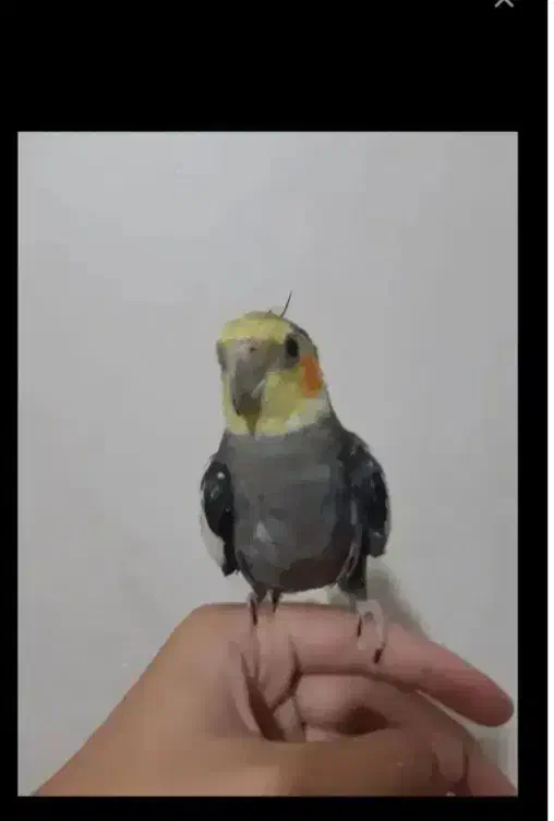 عروس هلندی سخنگو نر سالم|پرنده|ابهر, |دیوار