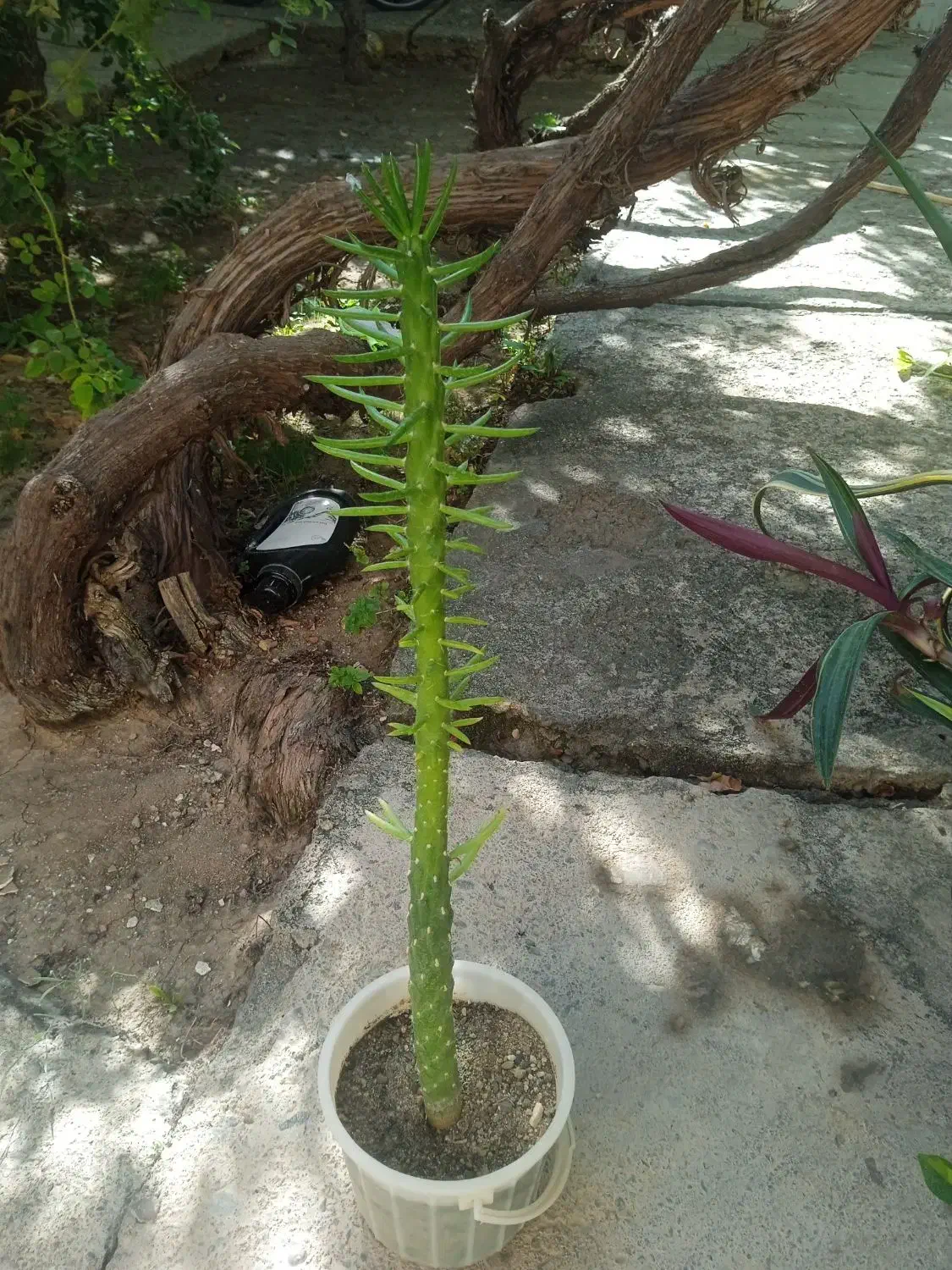 گل خانگی|گل و گیاه طبیعی|بوکان, |دیوار