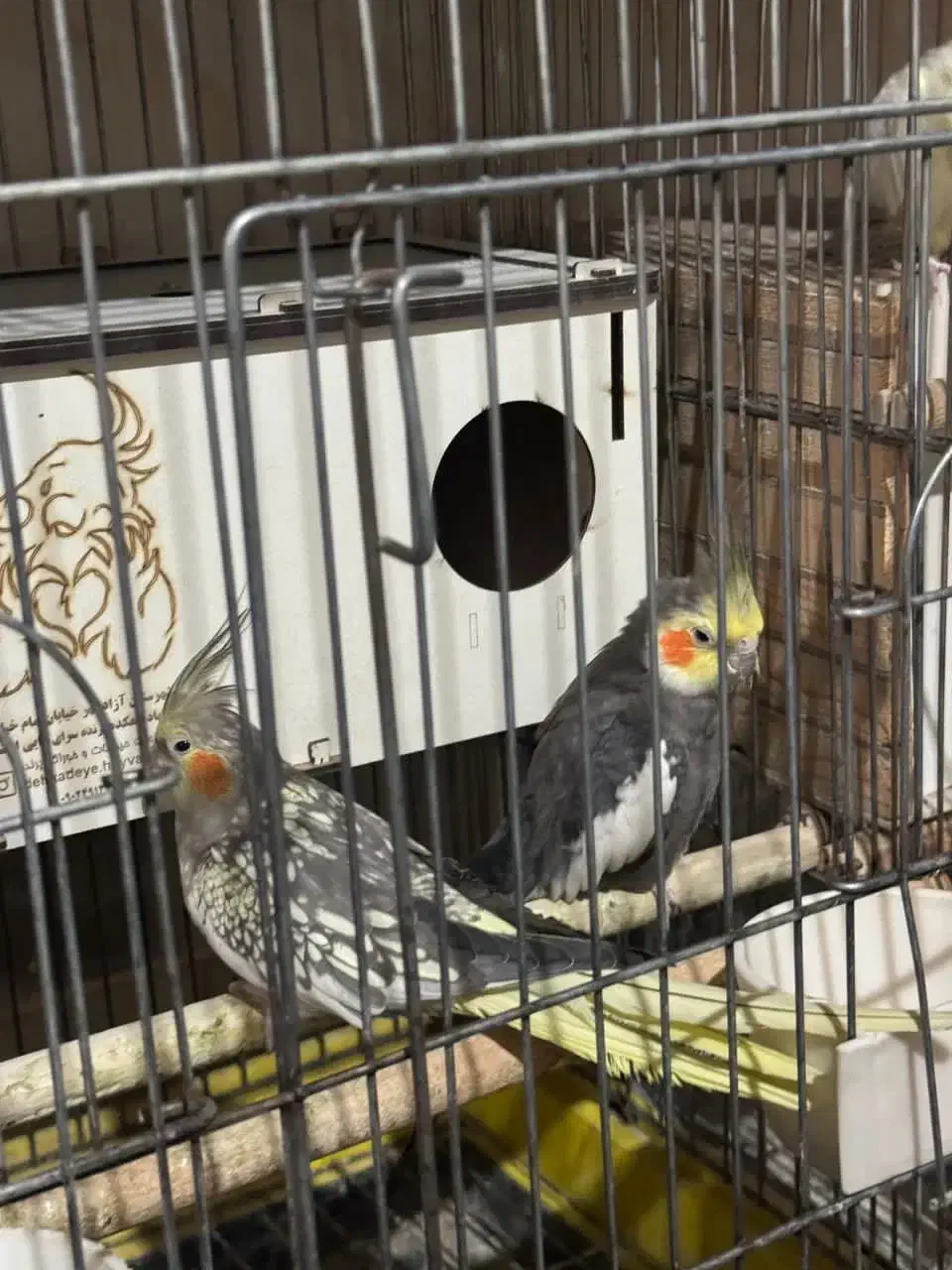 عروس هلندی|پرنده|دلند, |دیوار