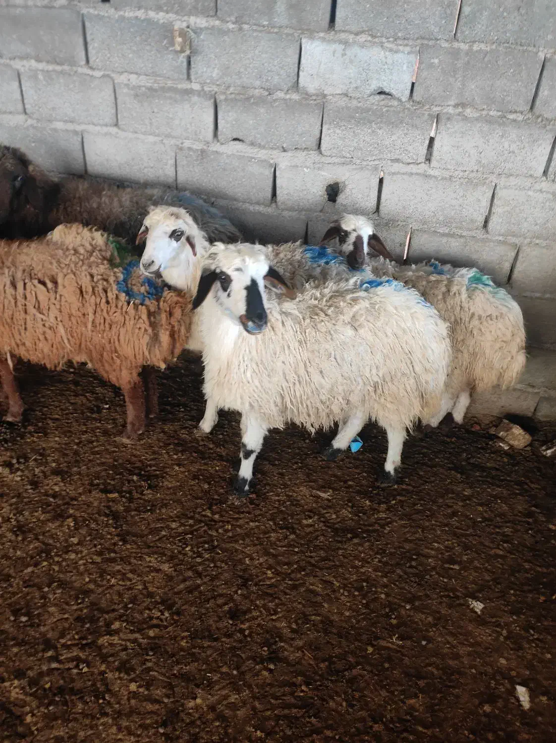 قیمت مناسب گوسفندزنده نرینه|حیوانات مزرعه|مشهد, زمرد|دیوار