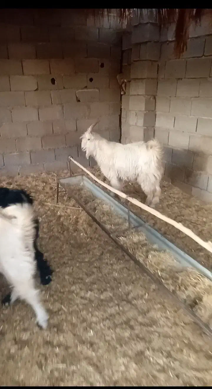 کهره نر شاخ جفت مخصوص داشت|حیوانات مزرعه|افزر, |دیوار