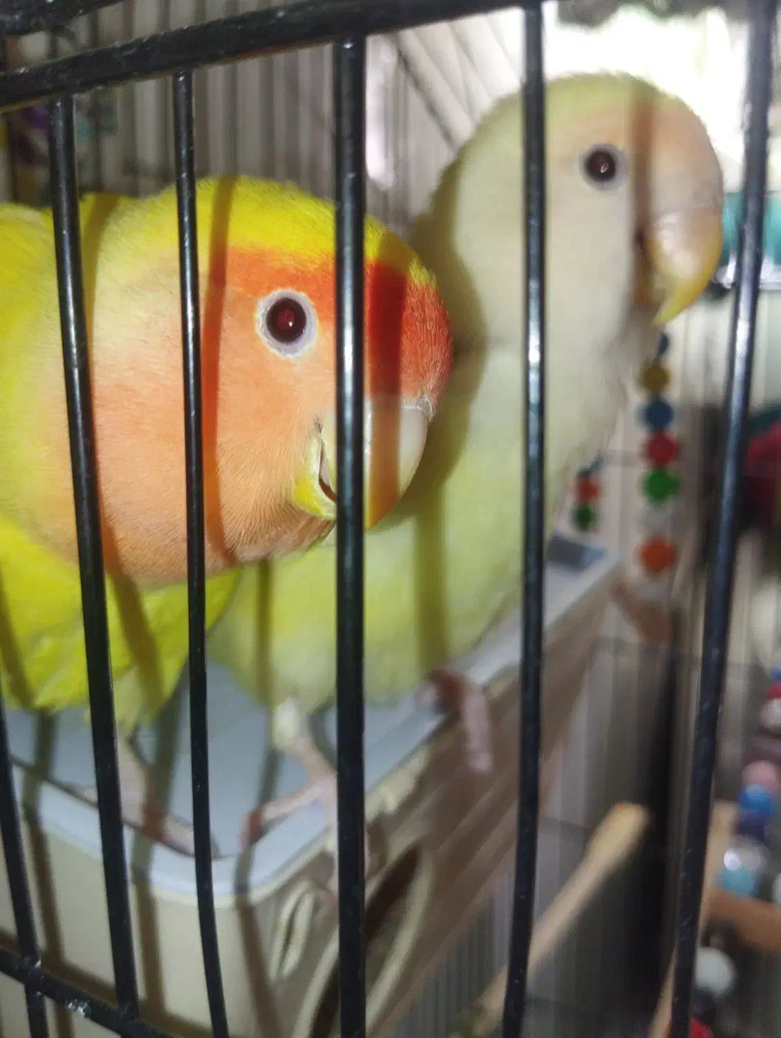 طوطی برزیلی مولد خوشرنگ (کارداده تضمینی)|پرنده|تهران, اتابک|دیوار