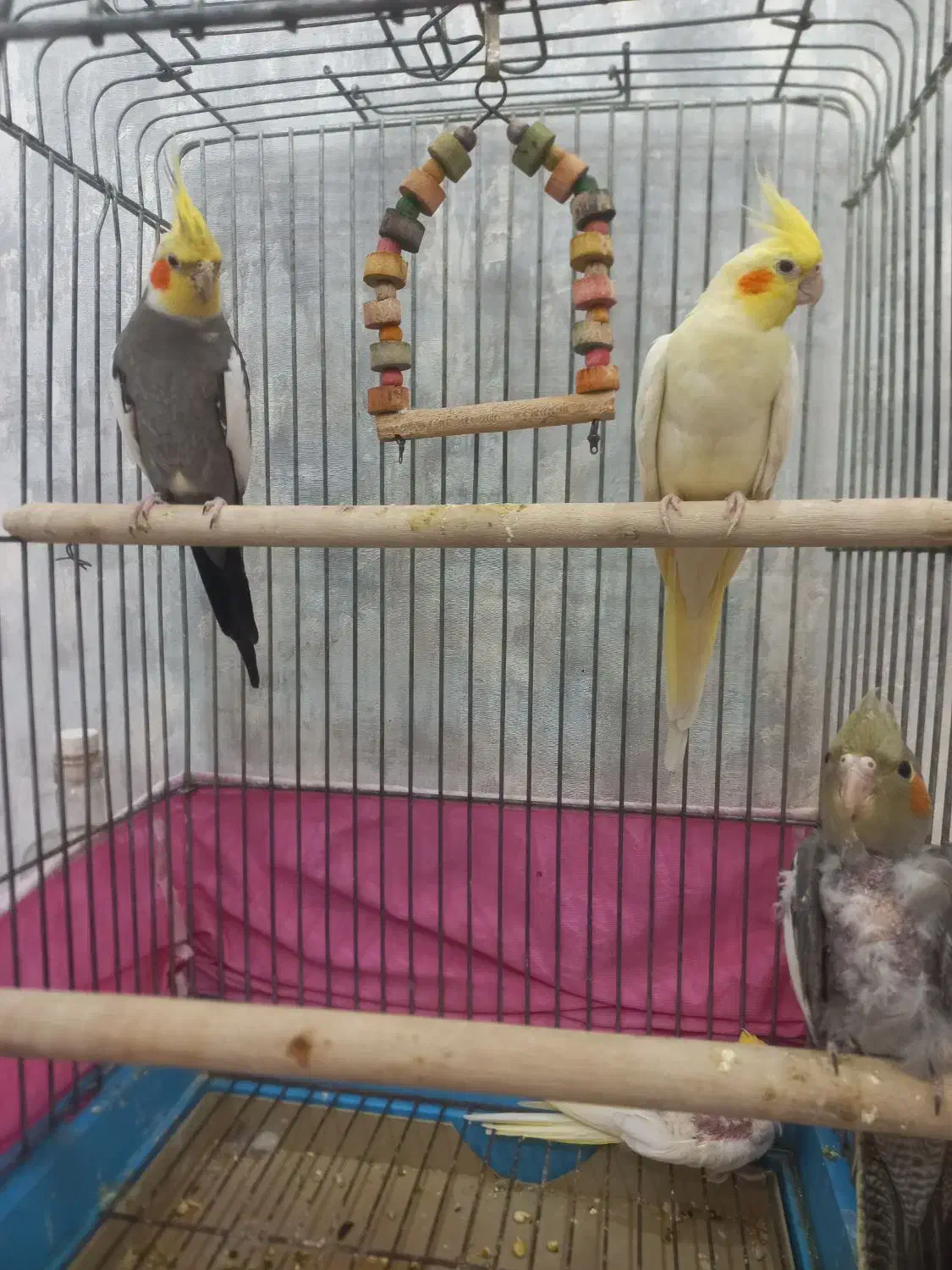 جفت عروس هلندی سخنگو مولد با جوجه|پرنده|اردبیل, |دیوار