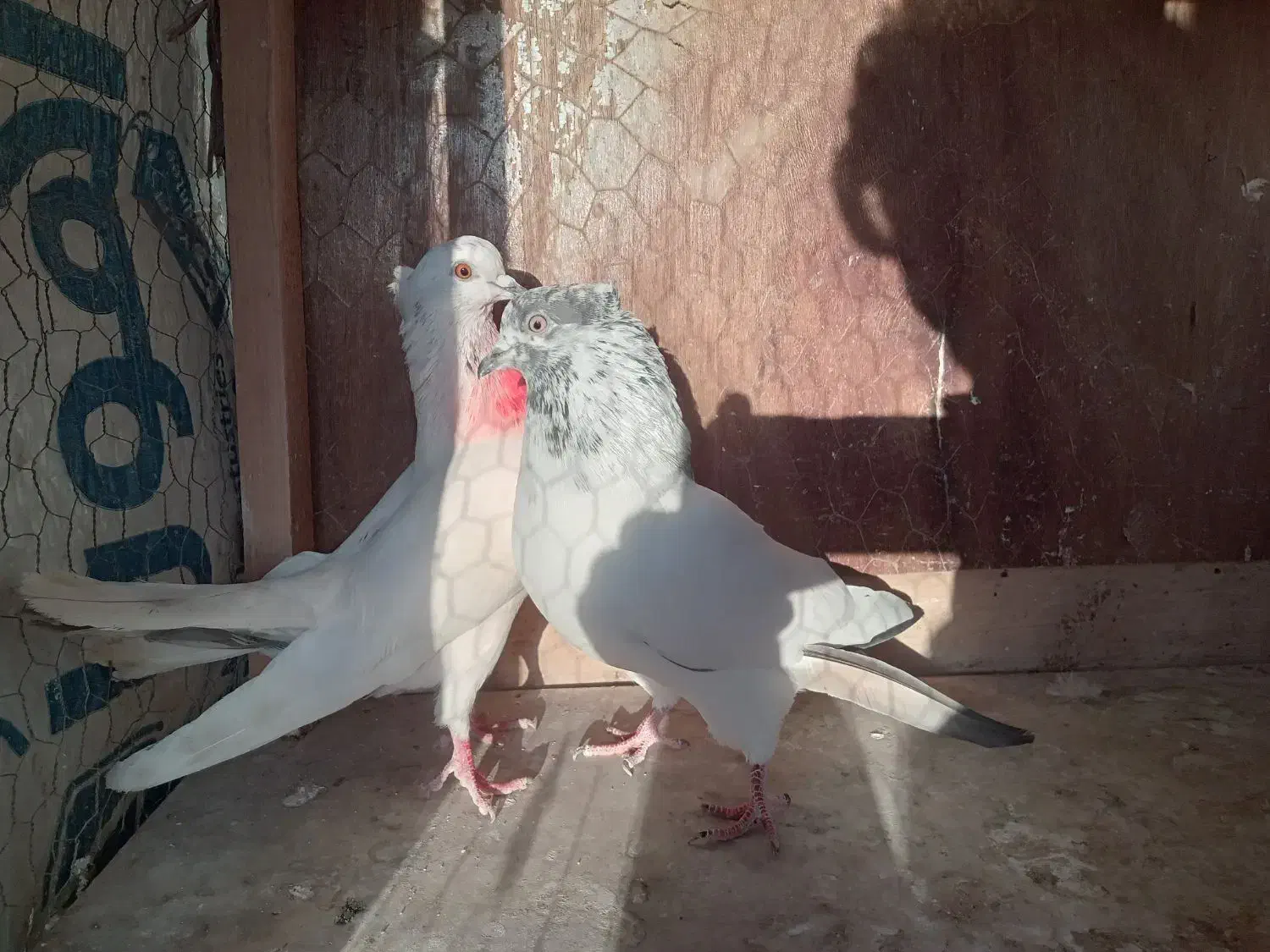 کفتر پرشی|پرنده|رشت, عینک|دیوار