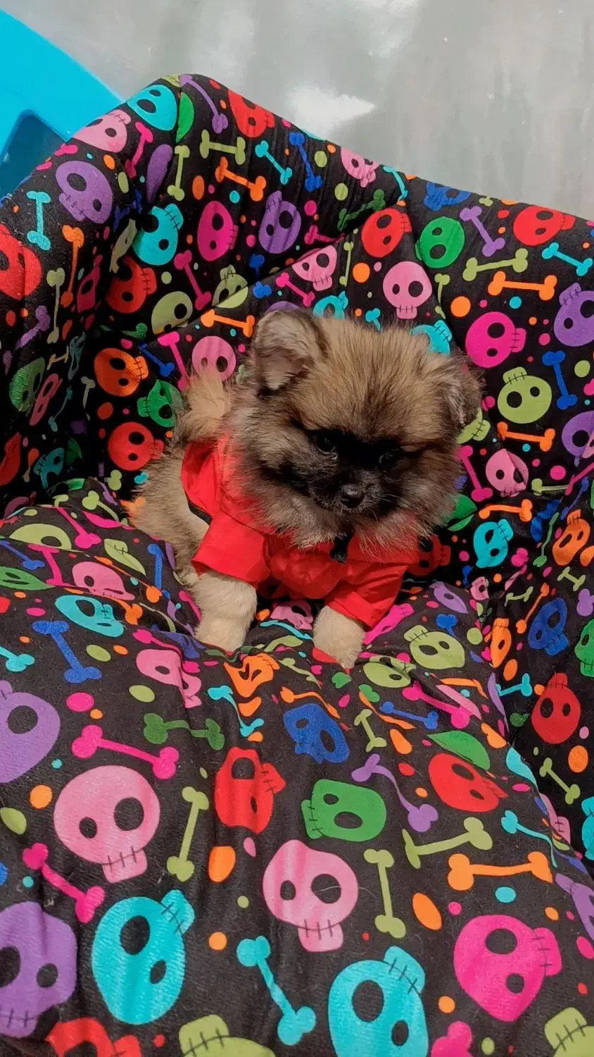 پامرین پکینز با اصالت|سگ|تبریز, |دیوار