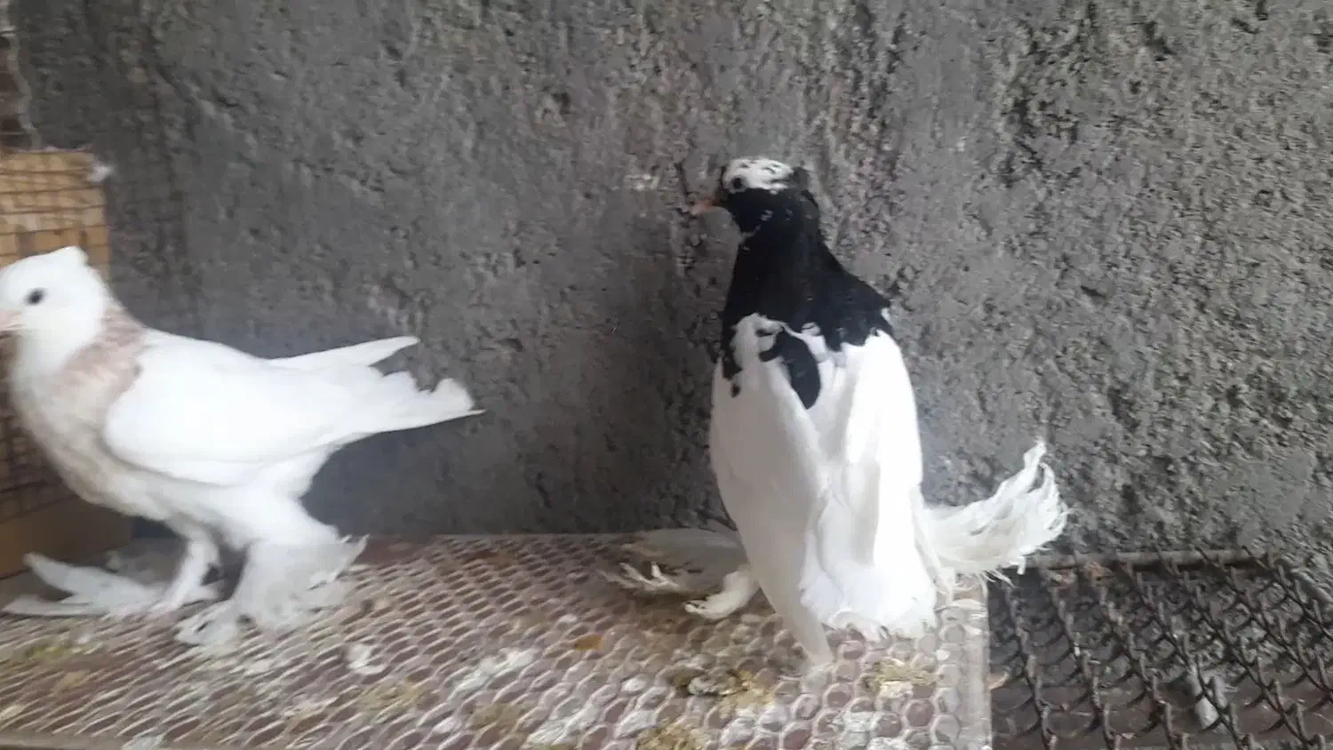 کبوترطوقی پاپرسلطنتی|پرنده|لامرد, |دیوار