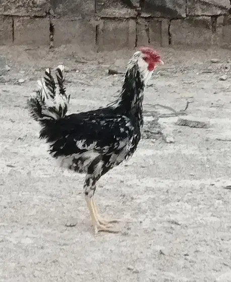 تخم مرغ گلین|حیوانات مزرعه|شیراز, رکن‌آباد|دیوار