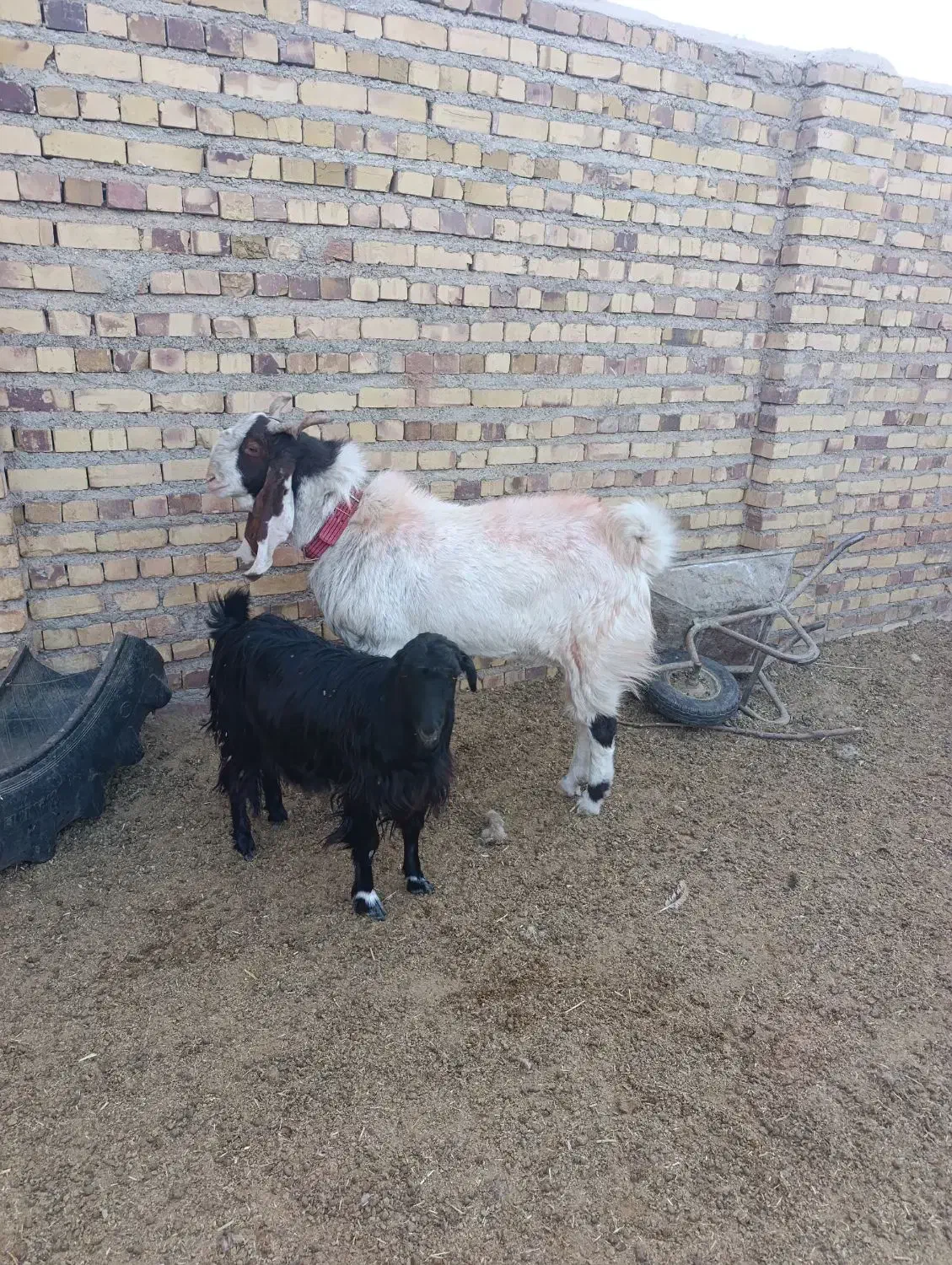 نربز بزغاله آمریکایی اصل|حیوانات مزرعه|تایباد, |دیوار