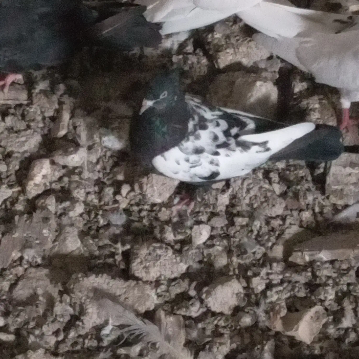 کبوتر|پرنده|شادگان, |دیوار