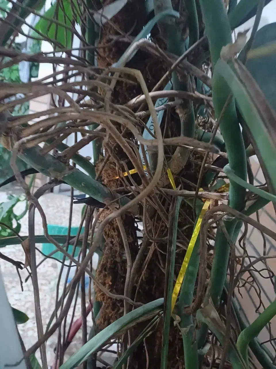 گل برگ انجیری|گل و گیاه طبیعی|فریدونکنار, |دیوار