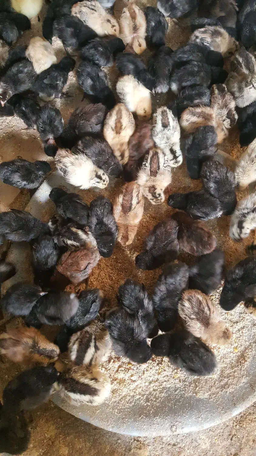 جوجه مرغ عربی اصل بشرط کرک ۸روزه|حیوانات مزرعه|بندر ماهشهر, |دیوار